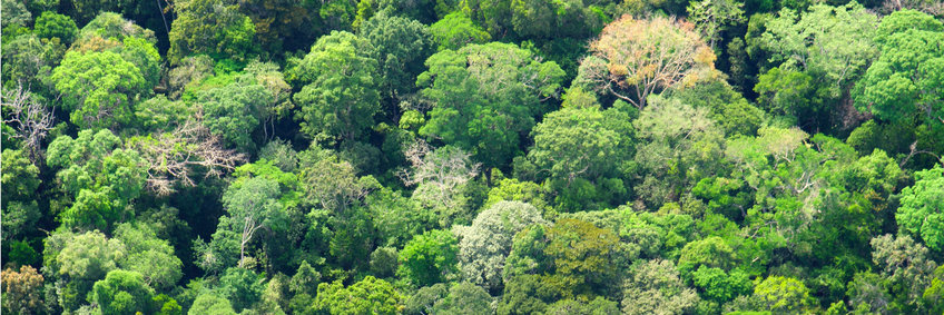 © C.Sierra/BGC Blick von oben auf den Amazons Regenwald